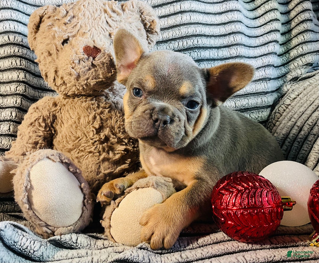 French Bulldog dogs for sale: Winston  - Ad 7