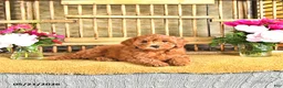 Cavapoo dogs for sale: Blake - Ad 4