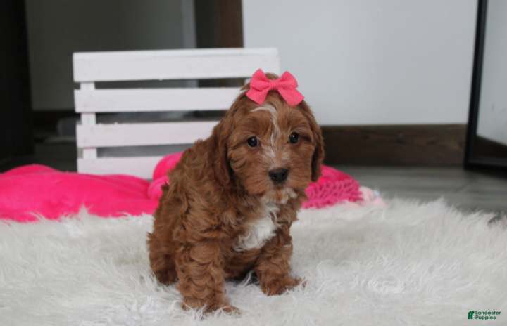Cockapoo dogs Felicity  - Ad 2
