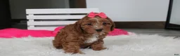 Cockapoo dogs for sale: Felicity  - Ad 11