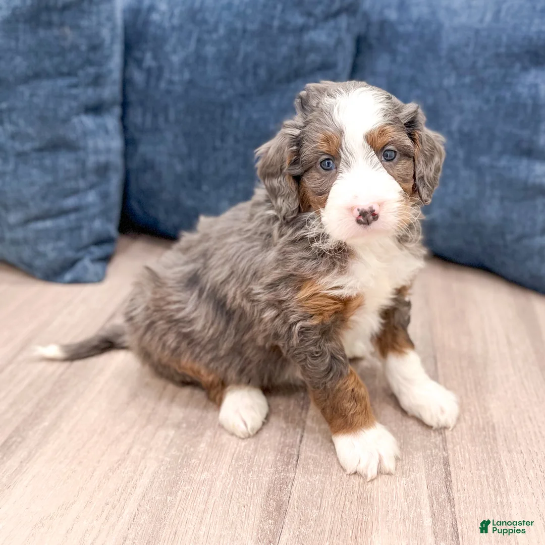 Mini Bernedoodle dogs for sale: Allie - Ad 1