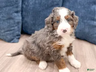 Mini Bernedoodle dogs for sale: Allie - Ad 3