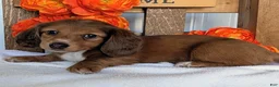 Miniature Dachshund dogs for sale: Miniature Dachshund Puppy 6 - Ad 2