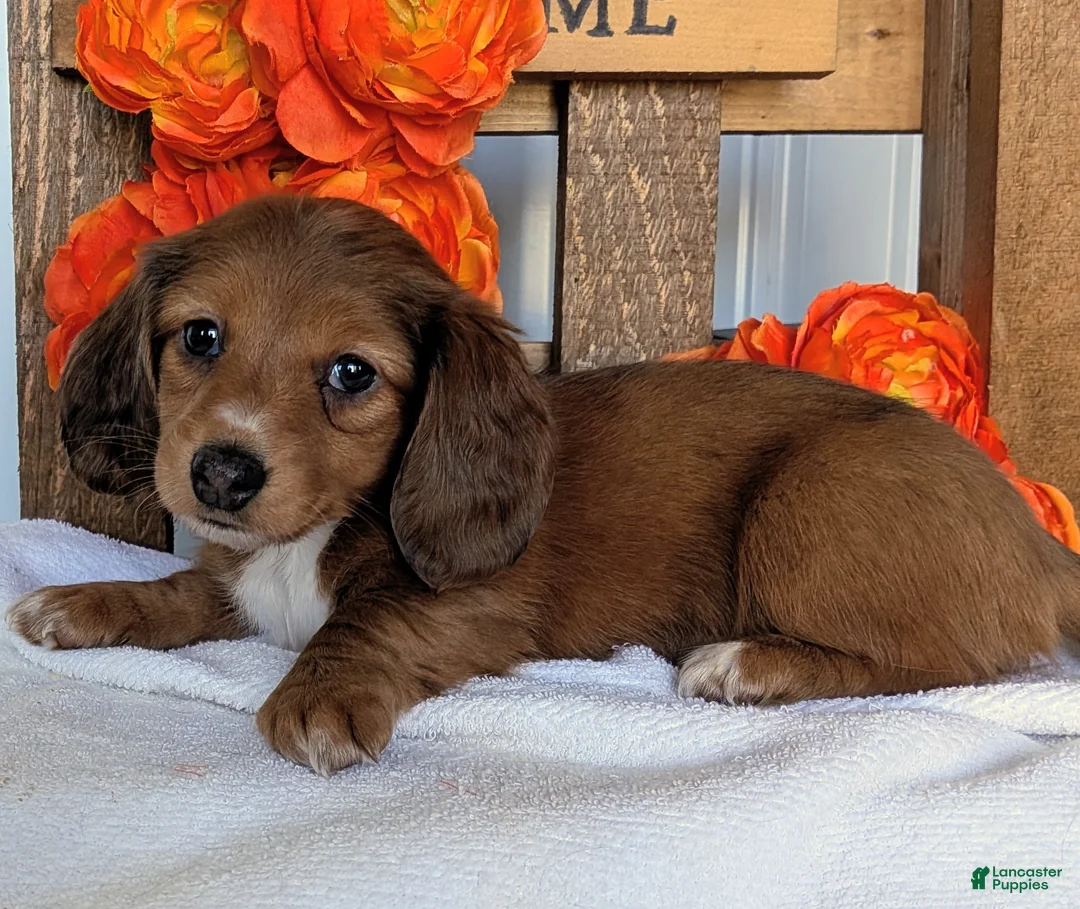 Miniature Dachshund dogs for sale: Miniature Dachshund Puppy 6 - Ad 2