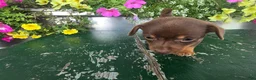 Chihuahua dogs for sale: Tyler - Ad 3