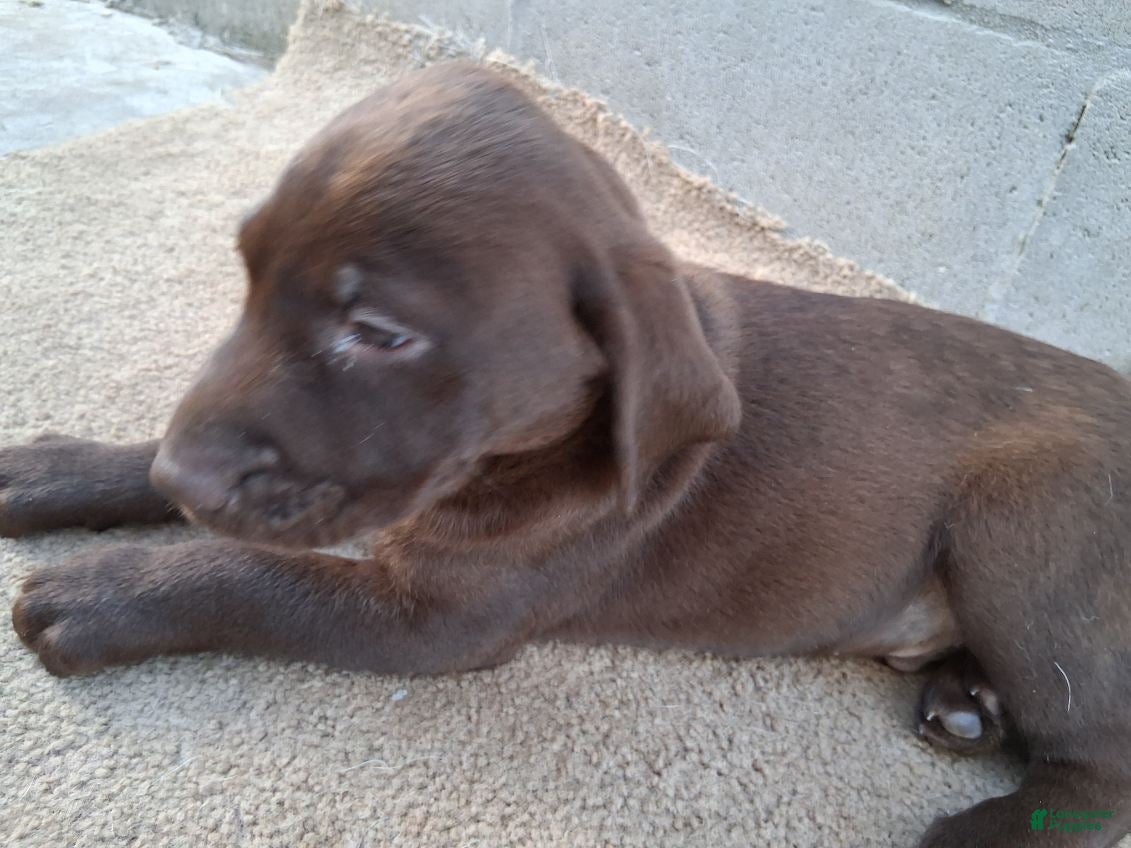 Labrador Retriever dogs Jessica - Ad 2