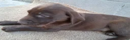 Labrador Retriever dogs for sale: Jessica - Ad 2