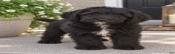 Mixed Breed dogs for sale: Olive - Ad 1