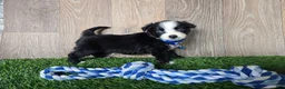 Toy Australian Shepherd dogs for sale: Boy 3 - Ad 3