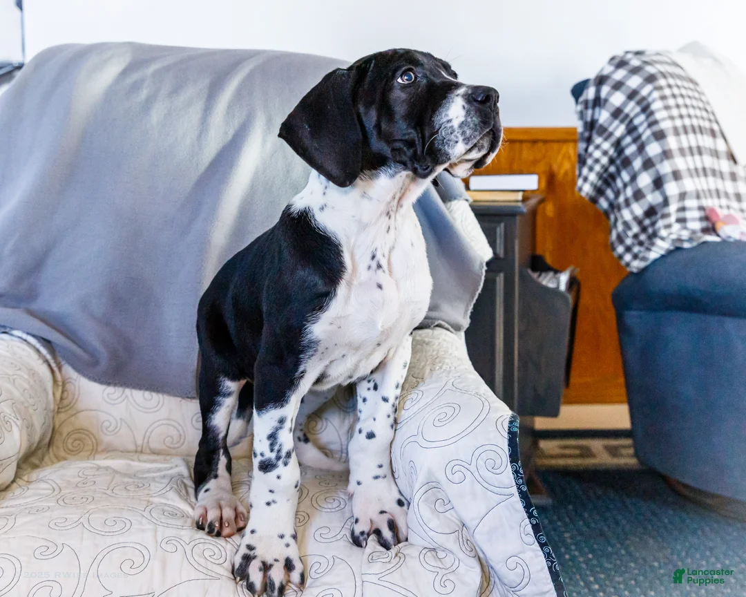 Great Dane dogs for sale: Cookie - Ad 7