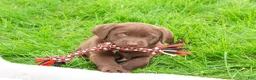 Labrador Retriever dogs for sale: Joel  - Ad 4