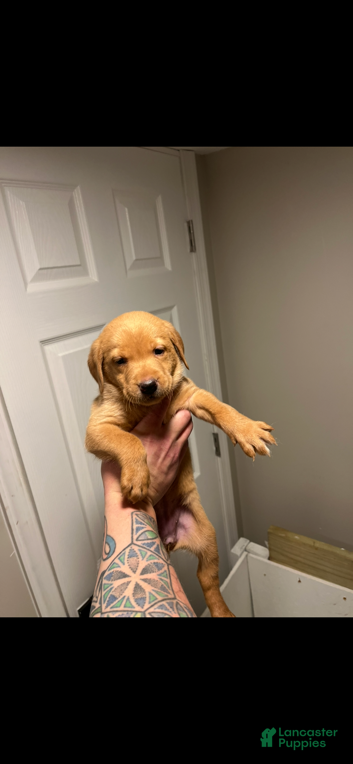Labrador Retriever dogs Zola - Ad 28