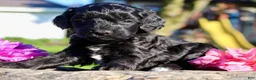 Cavapoo dogs for sale: Gibbs Male Cavapoo - Ad 9