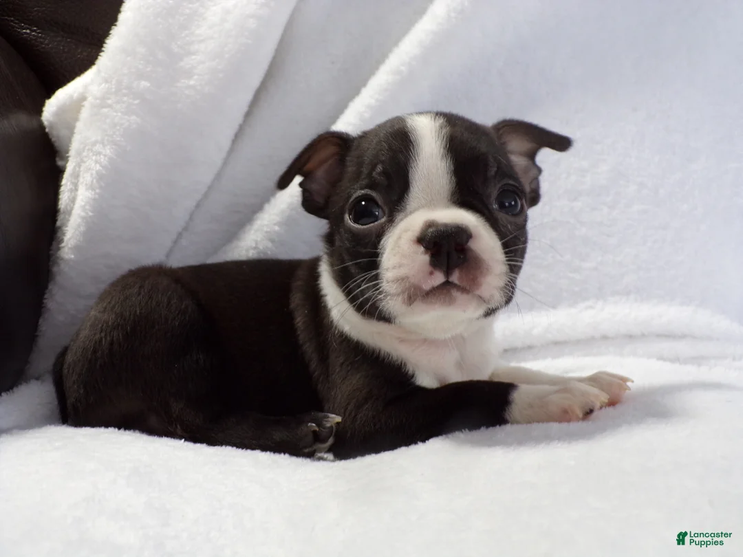 Boston Terrier dogs for sale: Little Guy AKC - Ad 1