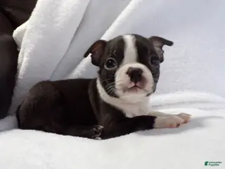 Boston Terrier dogs Little Guy AKC - Ad 17