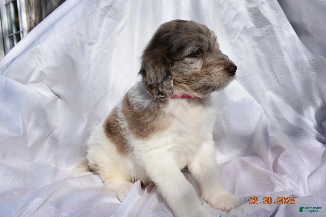 Newfypoo dogs for sale: Dark Pink - Ad 2