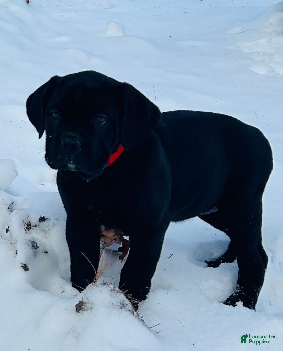 Cane Corso dogs for sale: Cane Corso Puppy 1 - Ad 10