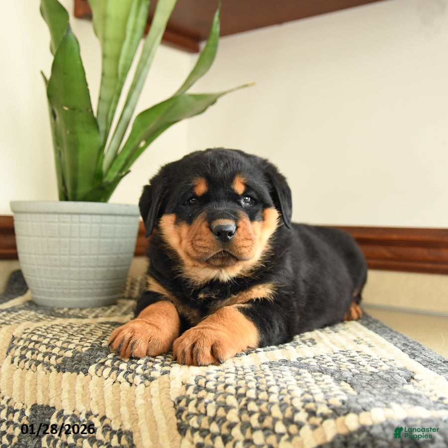Rottweiler dogs Diesel - Ad 16