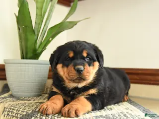 Rottweiler dogs Diesel - Ad 16