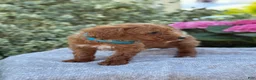 Toy Poodle dogs for sale: Parker - Ad 16