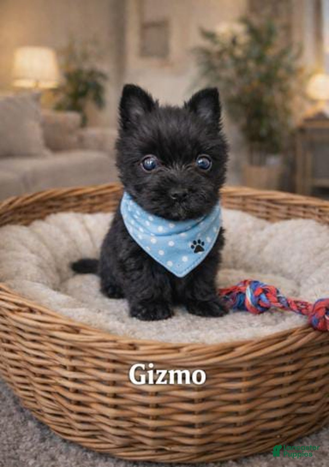Yorkshire Terrier dogs for sale: Gizmo - Ad 1