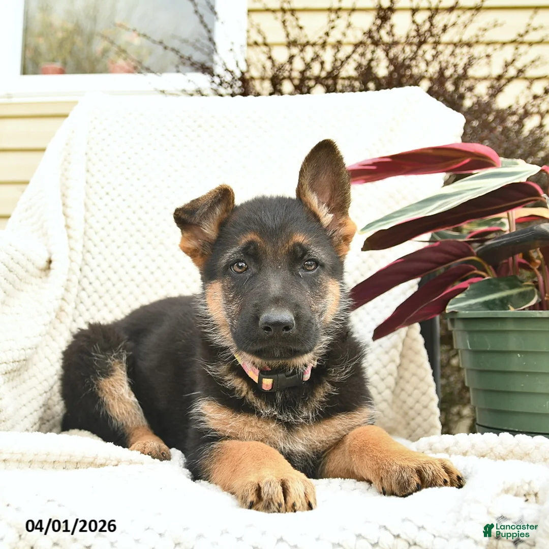 German Shepherd dogs for sale: Honey   - Ad 3