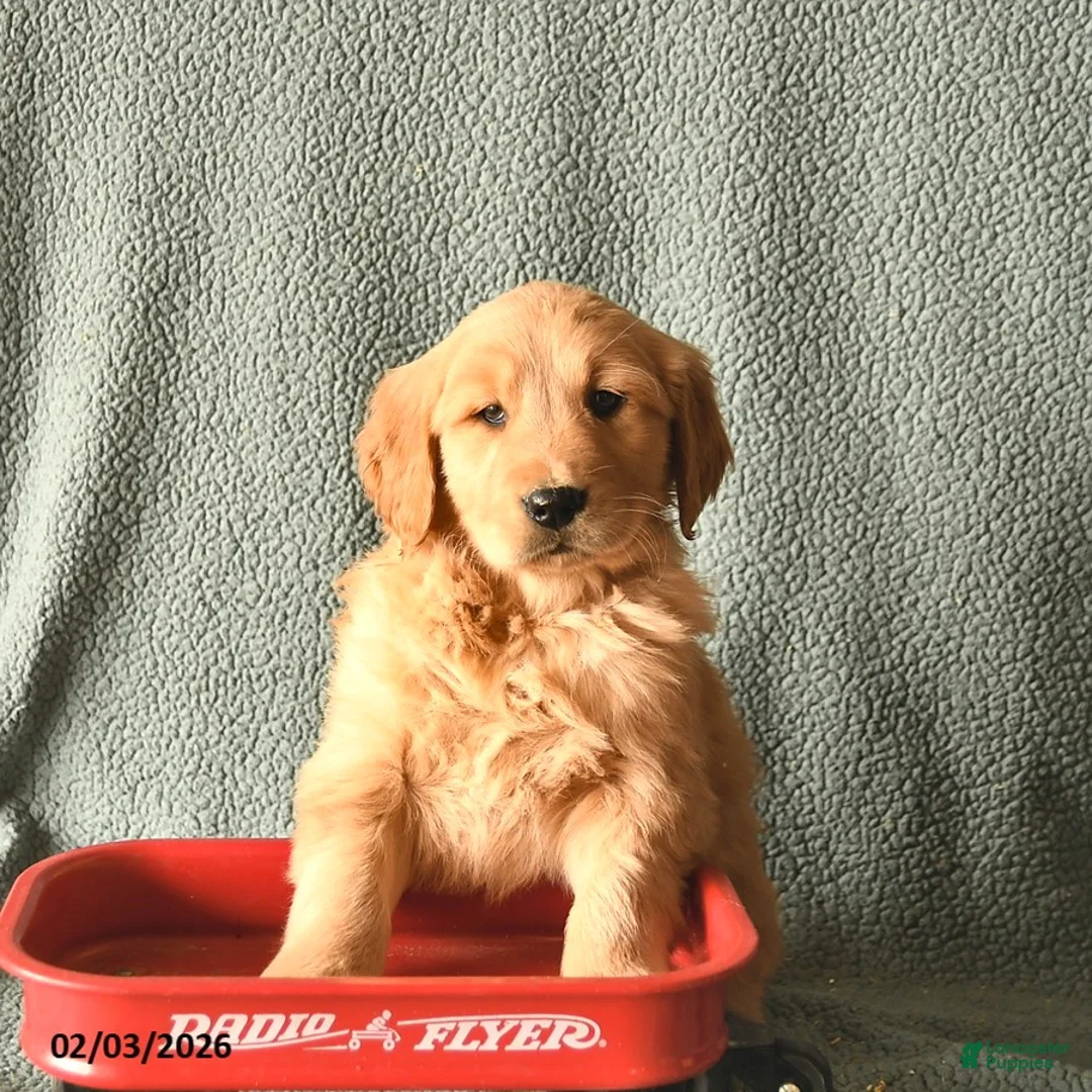 Golden Retriever dogs for sale: Kingston  - Ad 2