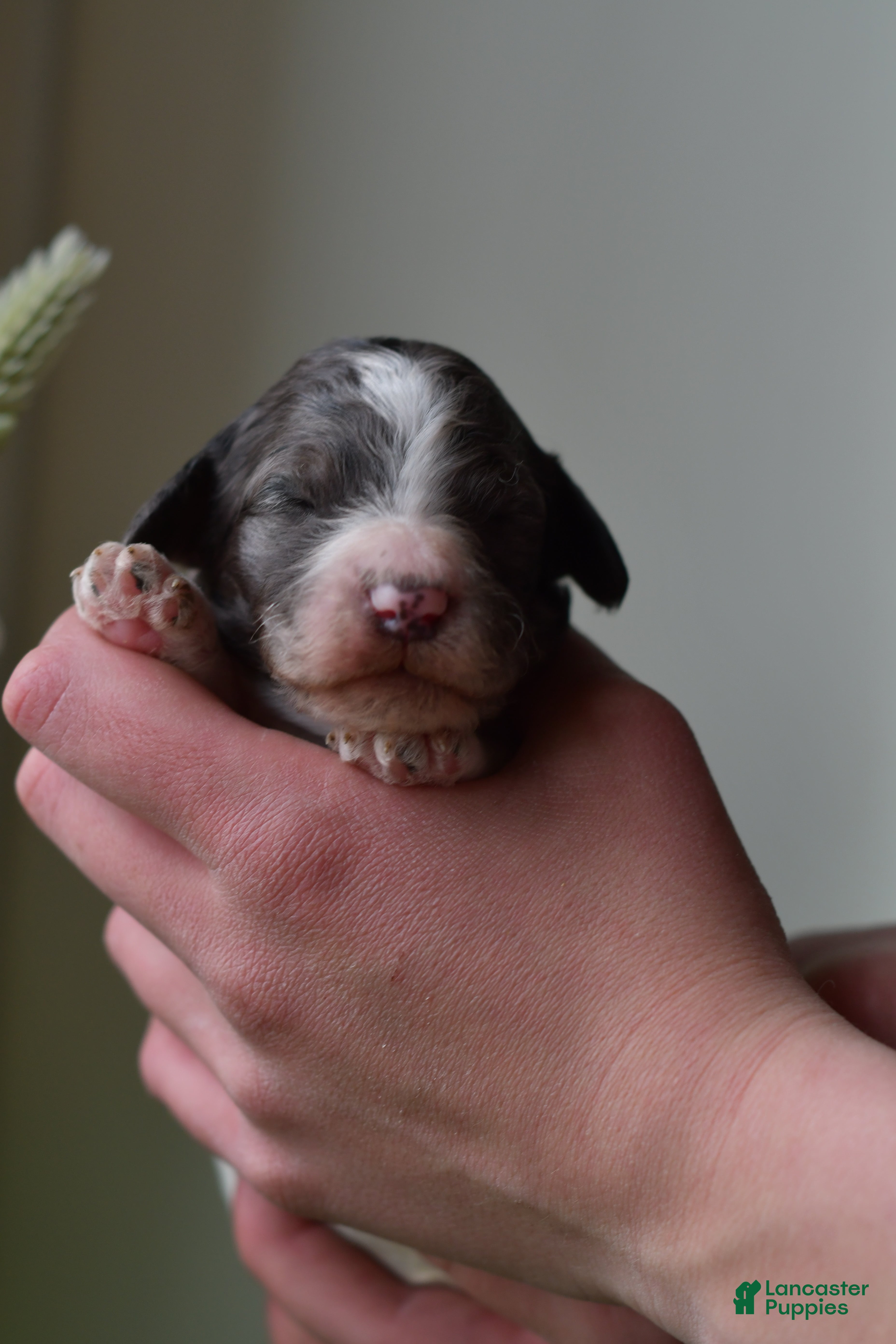 Standard Poodle dogs Standard Poodle Puppy 4 - Ad 1