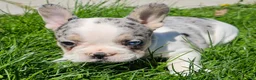 French Bulldog dogs for sale: Jasmine - Ad 2