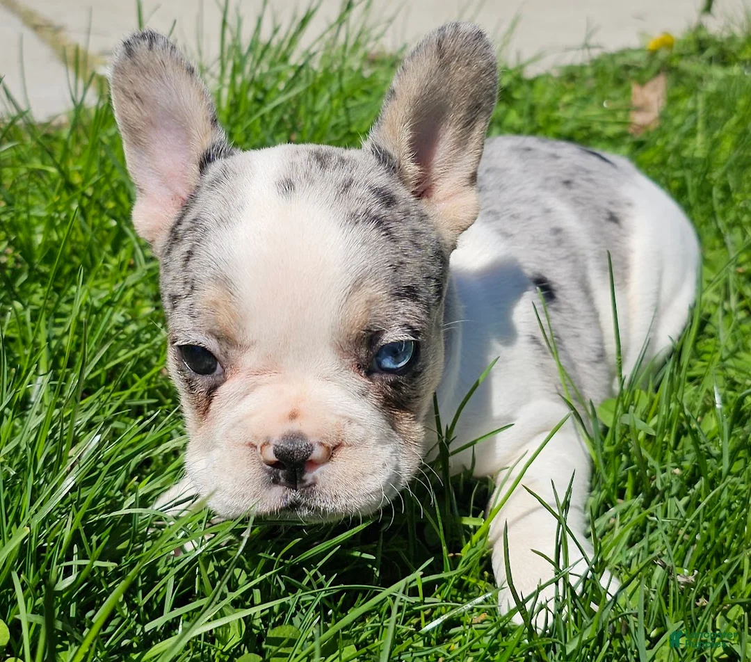 French Bulldog dogs for sale: Jasmine - Ad 2
