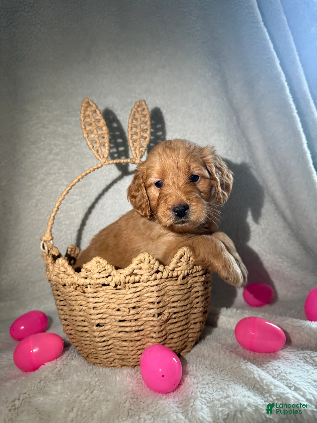 Goldendoodle dogs for sale:  Lulu - pink - Ad 2