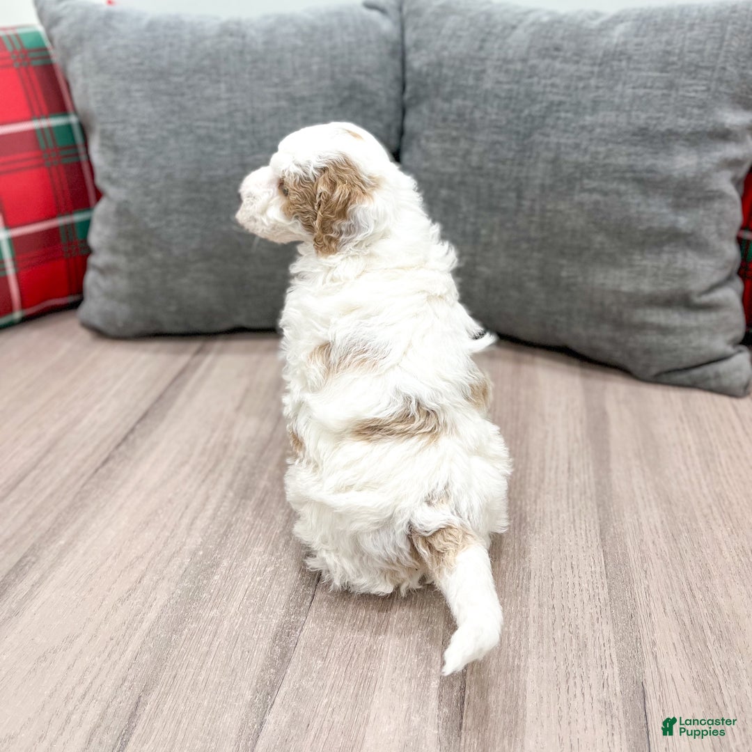 Goldendoodle dogs for sale: Wesley - Ad 5