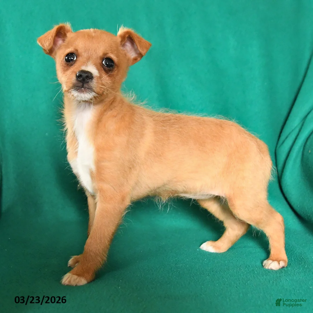 Mixed Breed dogs for sale: Tina - Ad 2