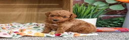 Miniature Poodle dogs for sale: Athena - Ad 2