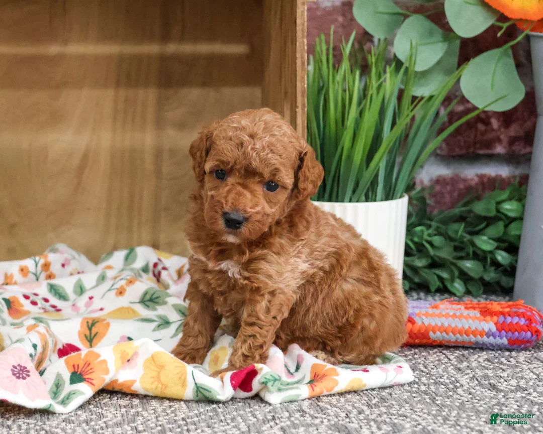 Miniature Poodle dogs for sale: Athena - Ad 2