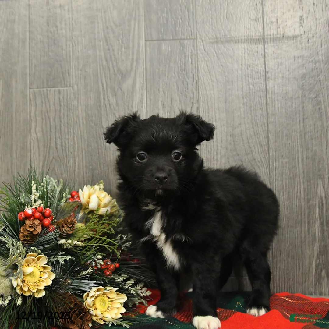 Miniature Australian Shepherd dogs for sale: Cocoa - Ad 10