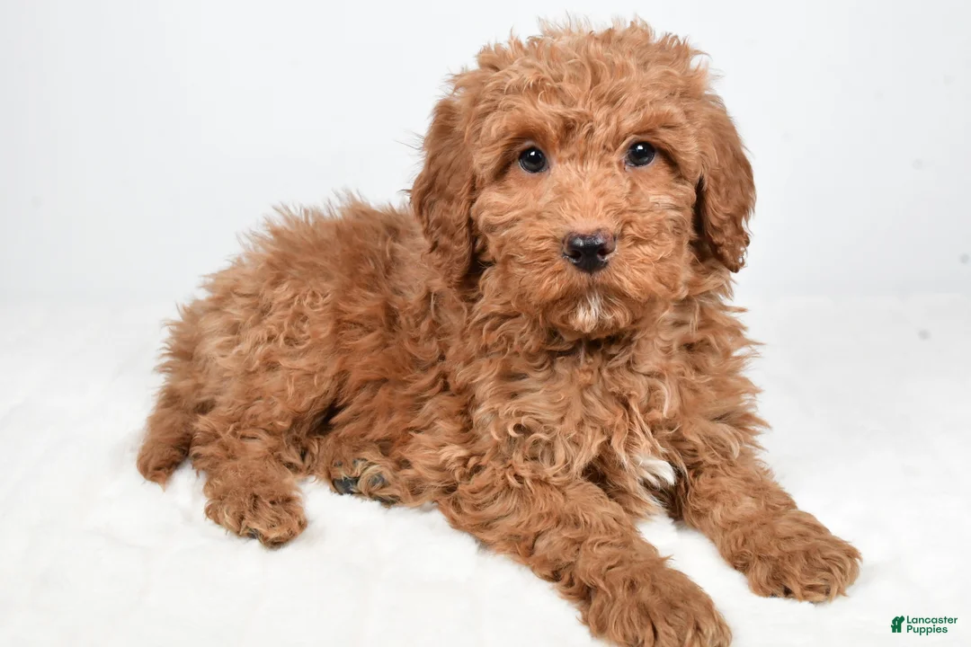 Mini Goldendoodle dogs for sale: Nicky - Ad 2