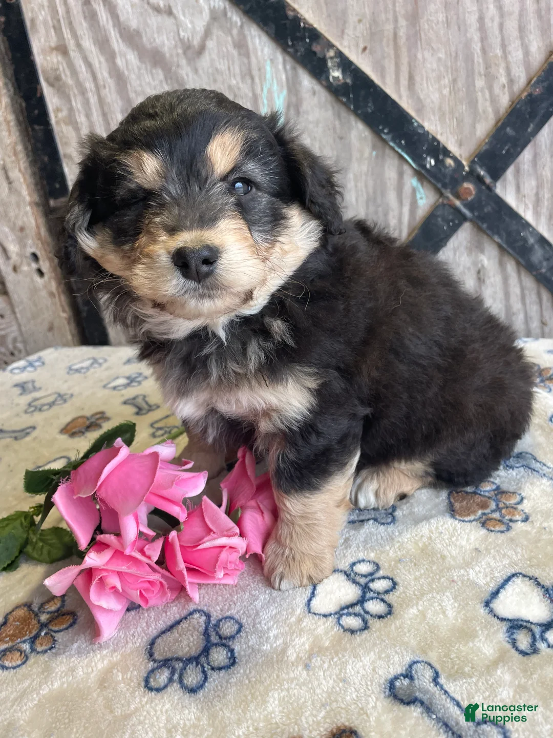 Corgipoo dogs for sale: Shelby - Ad 4