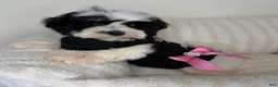 Teddy Bear dogs for sale: Mochi - Ad 4