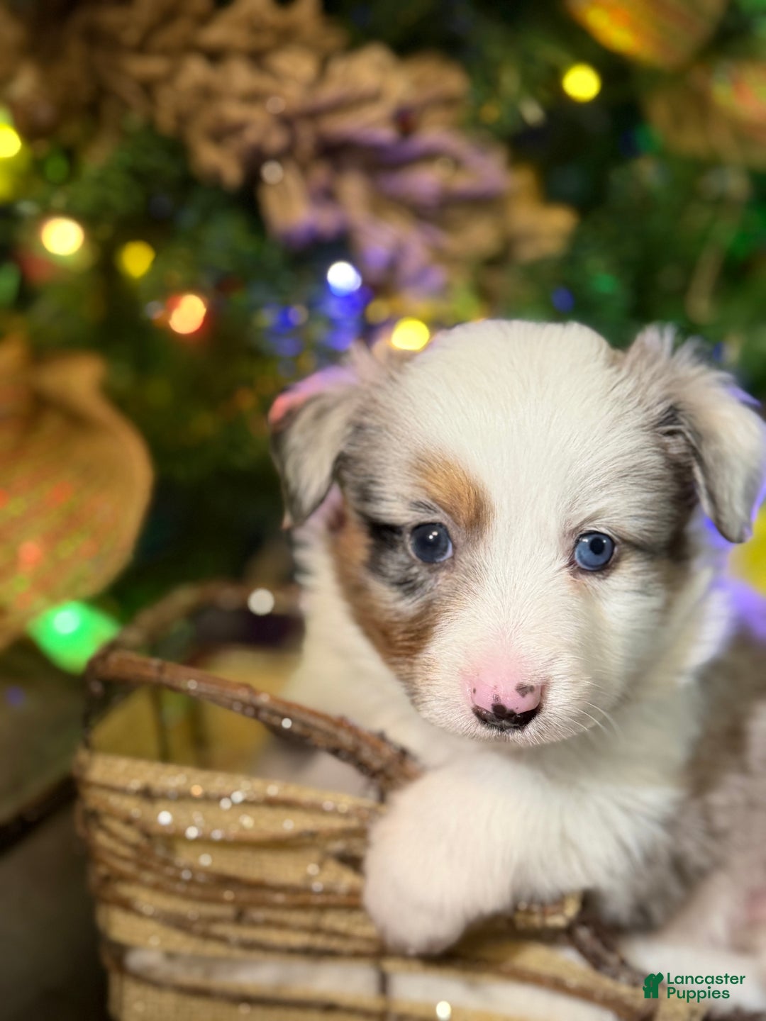 Miniature Australian Shepherd dogs for sale: BLUE - Ad 6