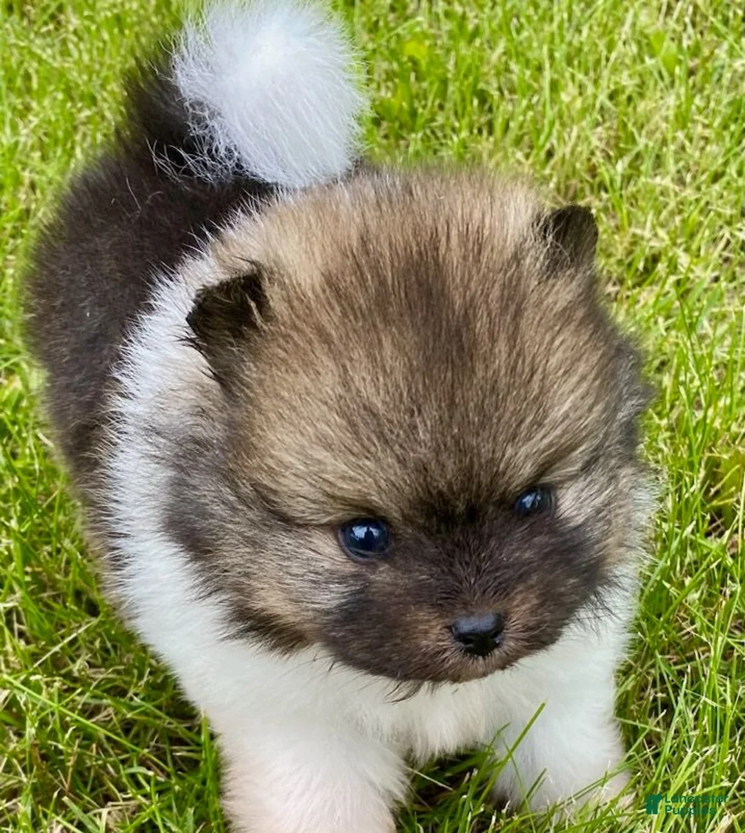Pomeranian dogs for sale: Milo - Ad 1