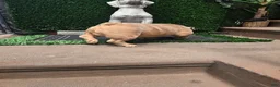 English Bulldog dogs for stud: OPEN FOR STUD - Ad 30