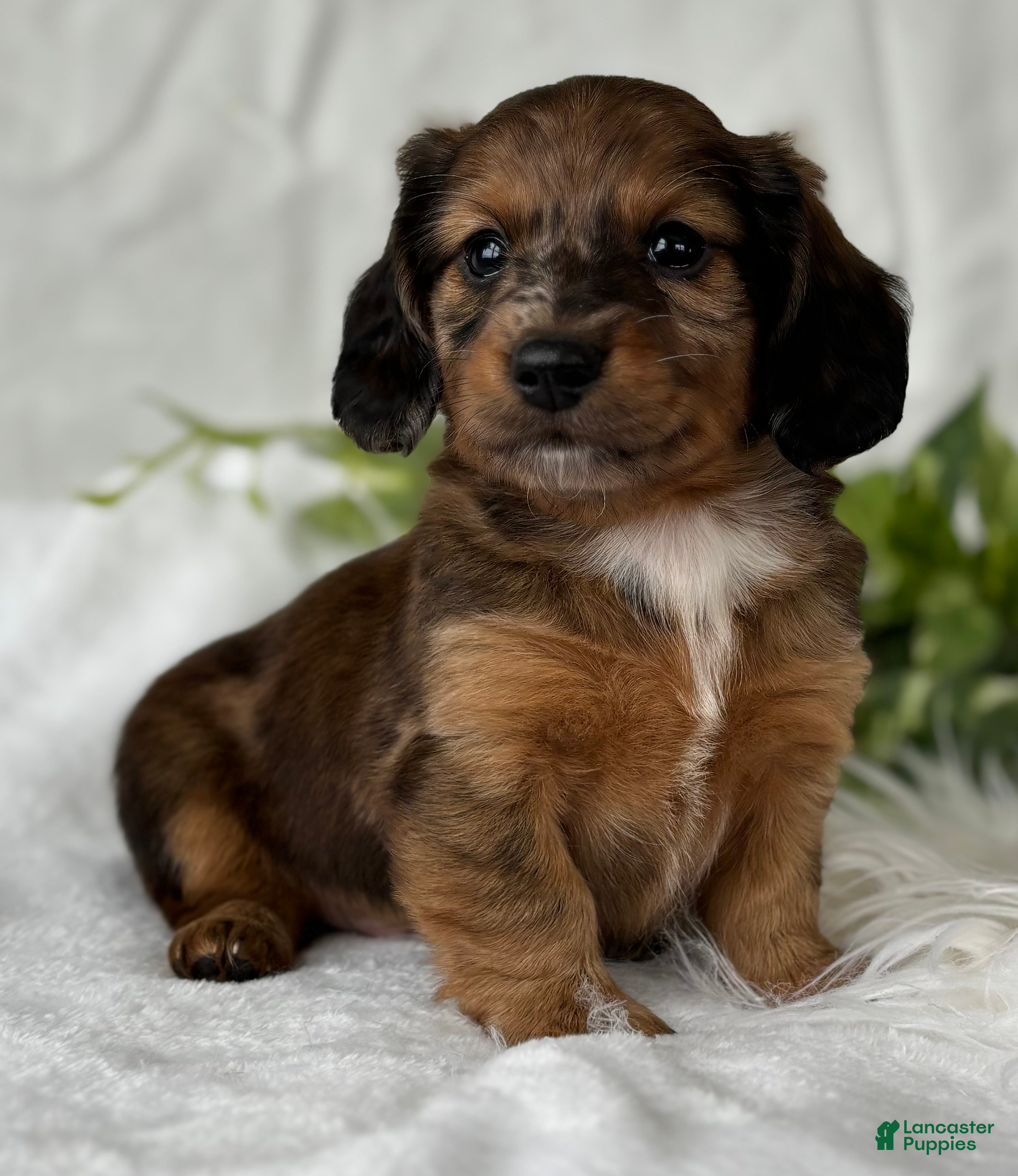Miniature Dachshund dogs Sundance Kid Miniature Dachshund  - Ad 2