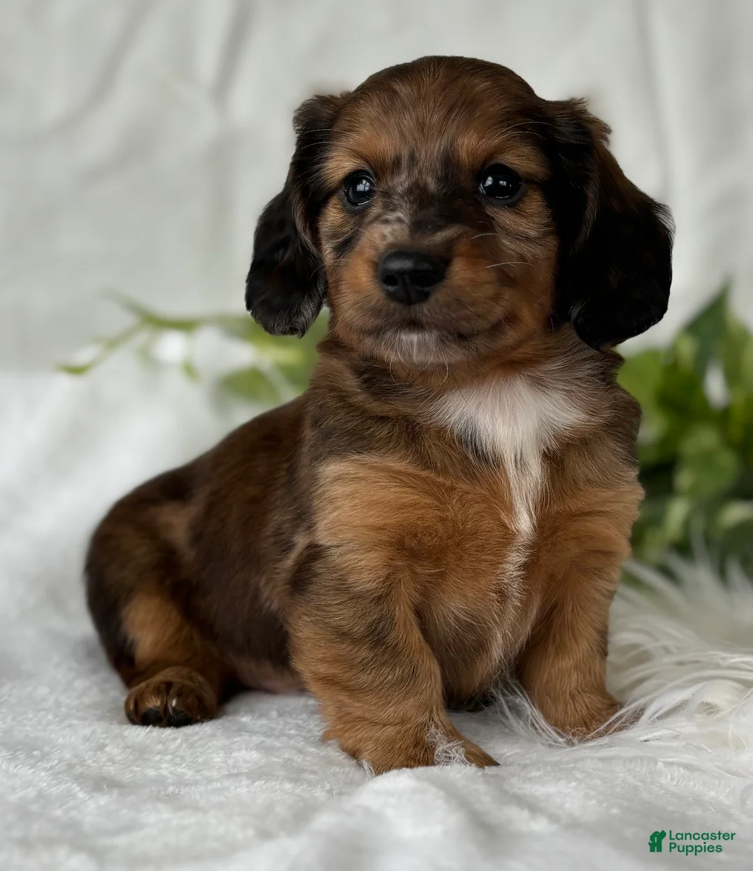 Miniature Dachshund dogs for sale: Sundance Kid Miniature Dachshund  - Ad 2