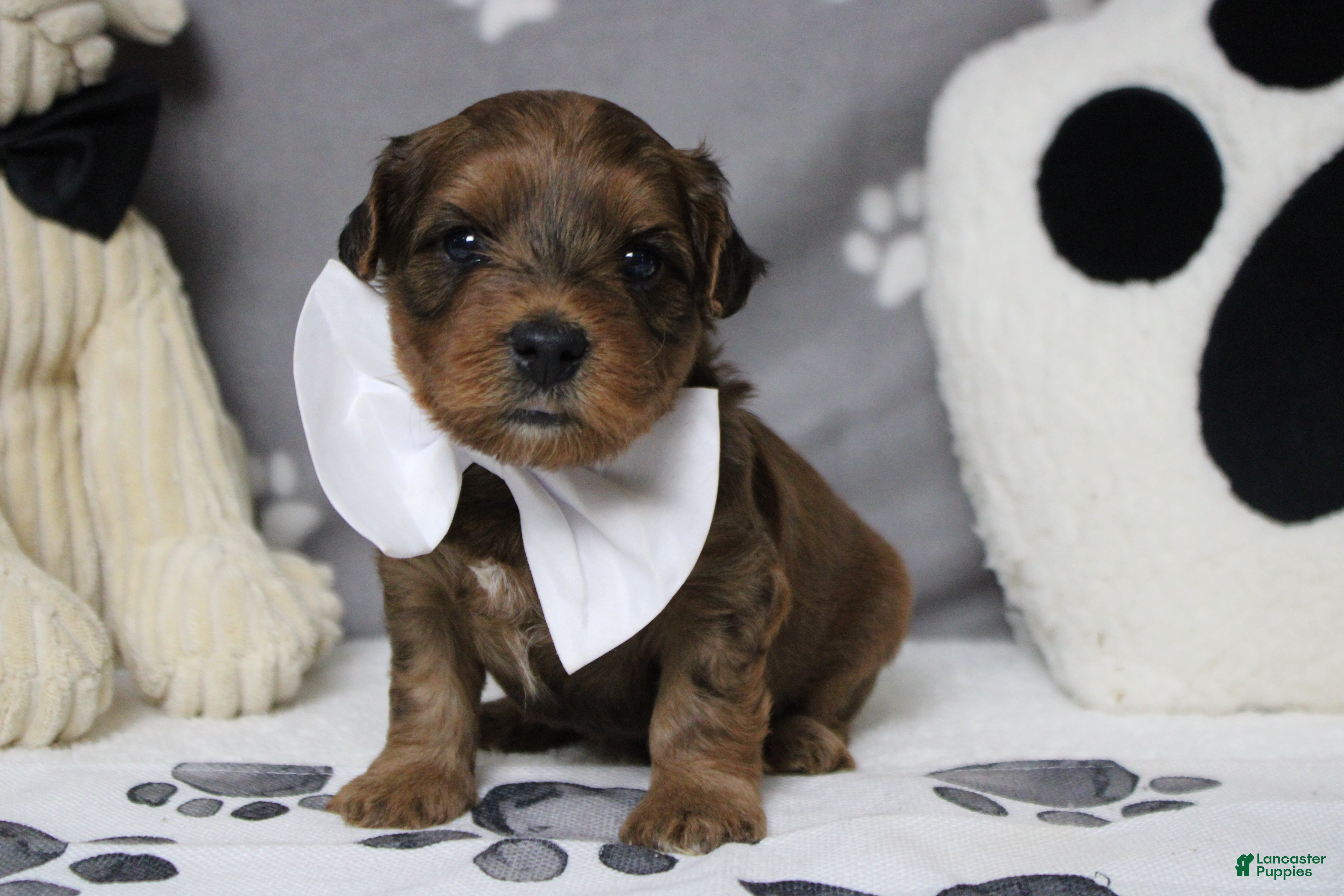 Yorkiepoo dogs Trusty - Ad 6