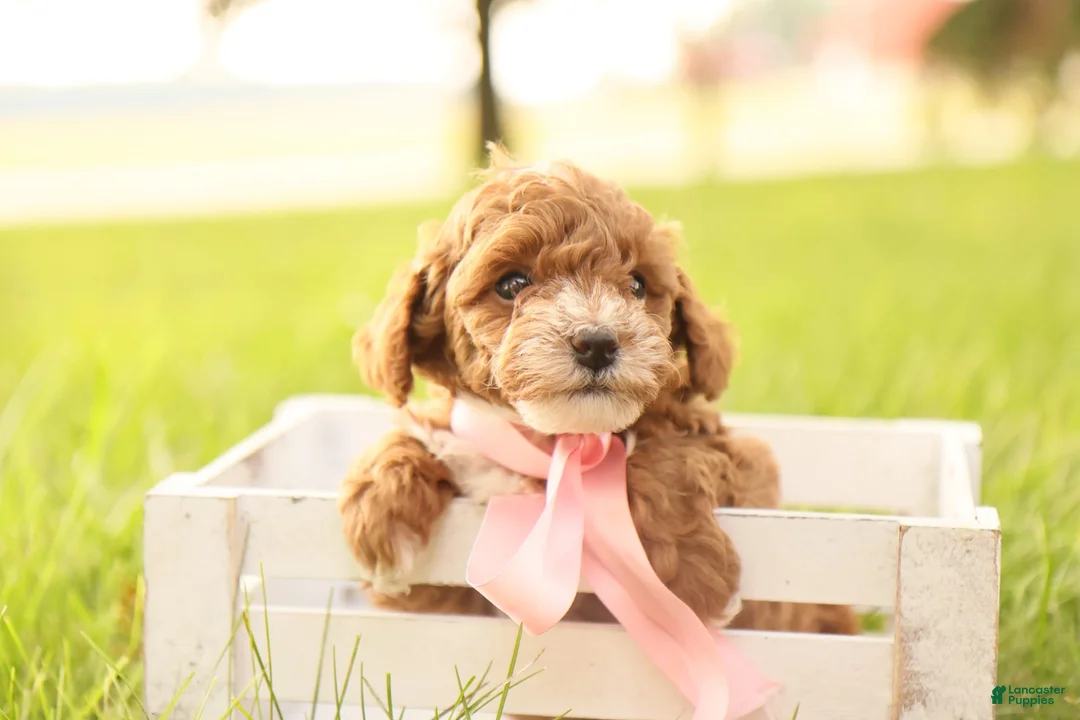 Toy Poodle dogs for sale: Skittles - Ad 8