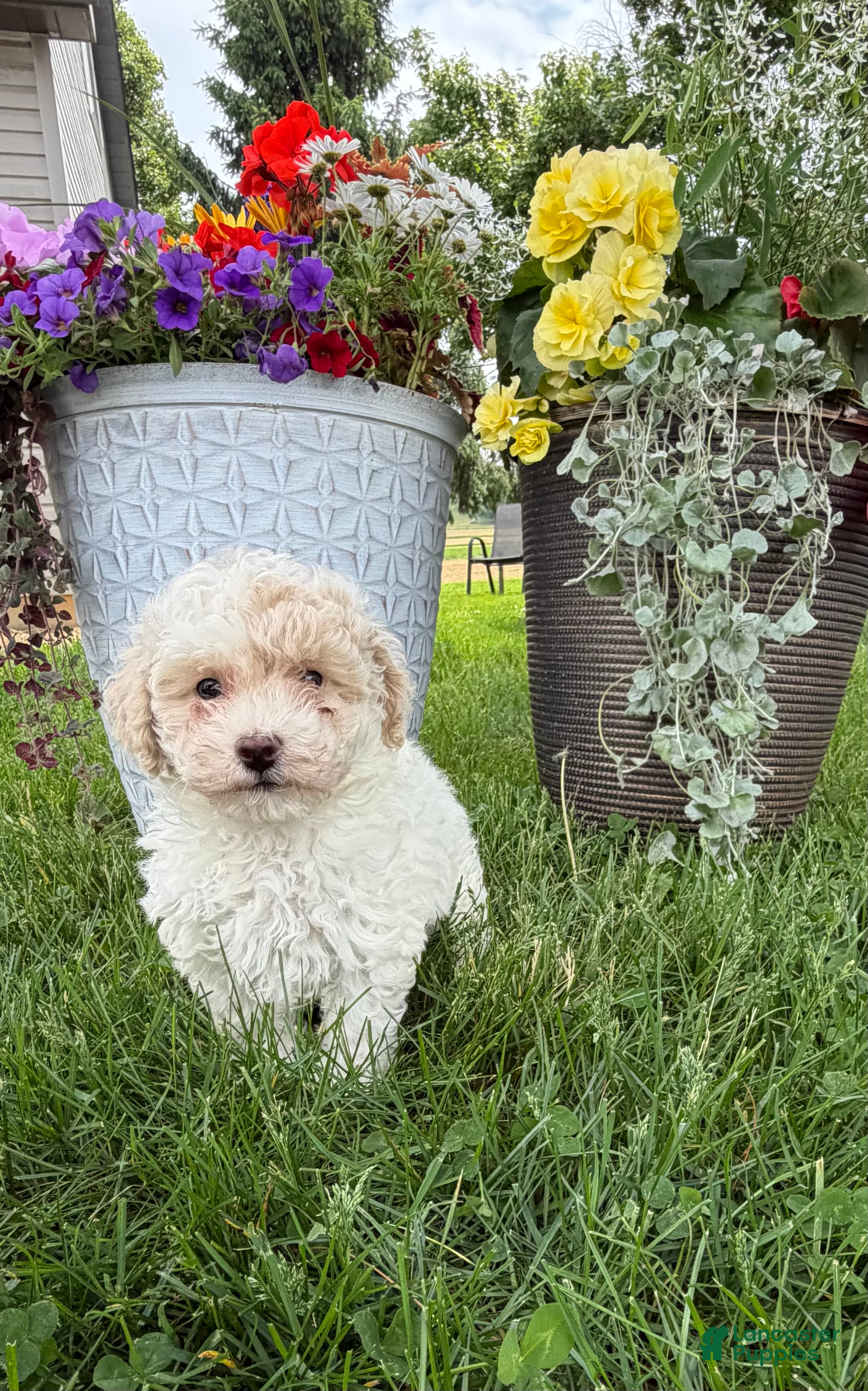 Bichpoo dogs for sale: Frank - Ad 3