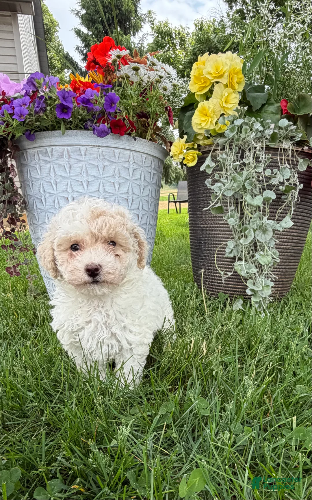 Bichpoo dogs for sale: Frank - Ad 1