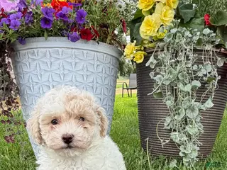 Bichpoo dogs for sale: Frank - Ad 3