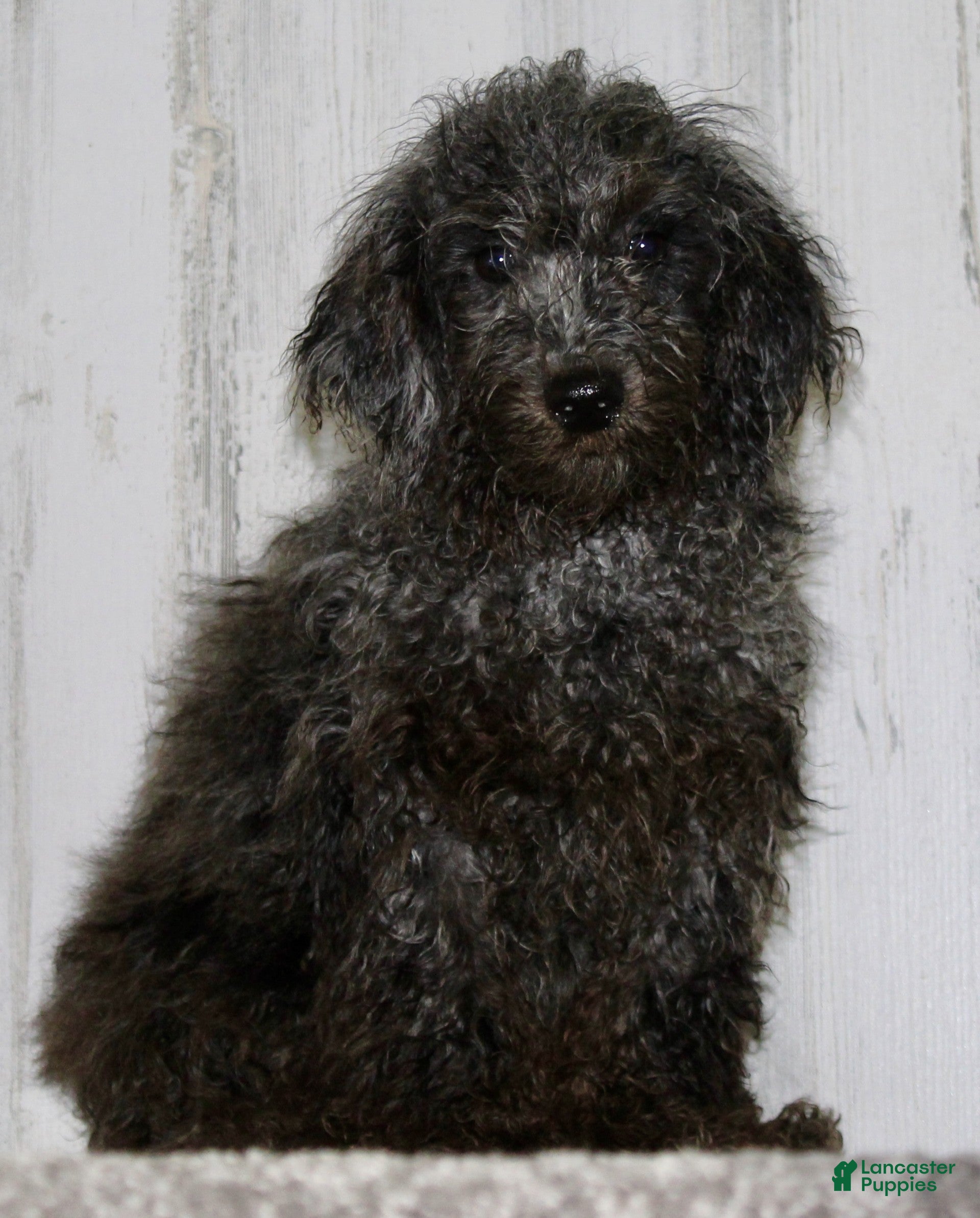 Miniature Poodle dogs Comet - Ad 2